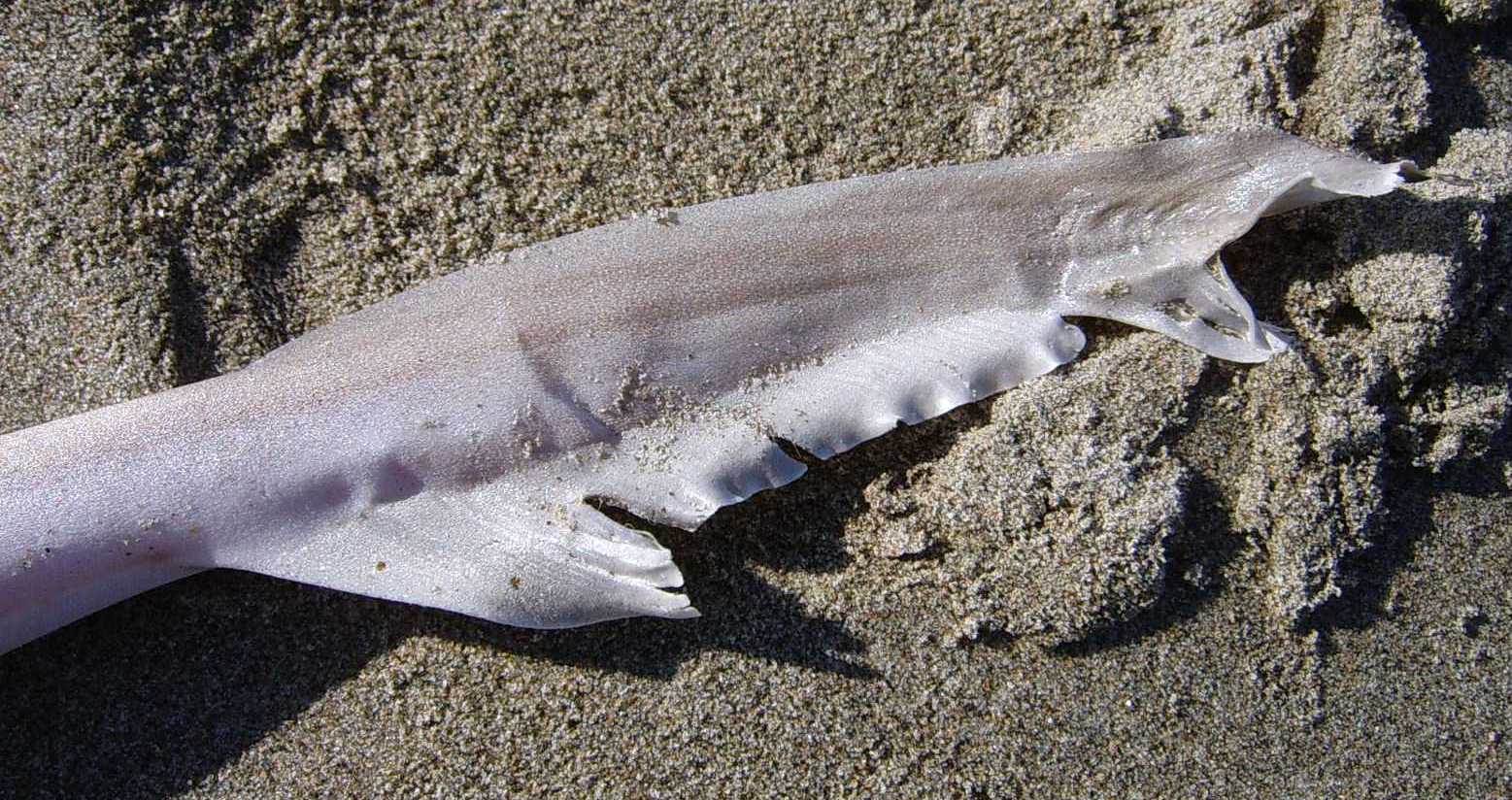 Mustelus mustelus (esemplare spiaggiato)